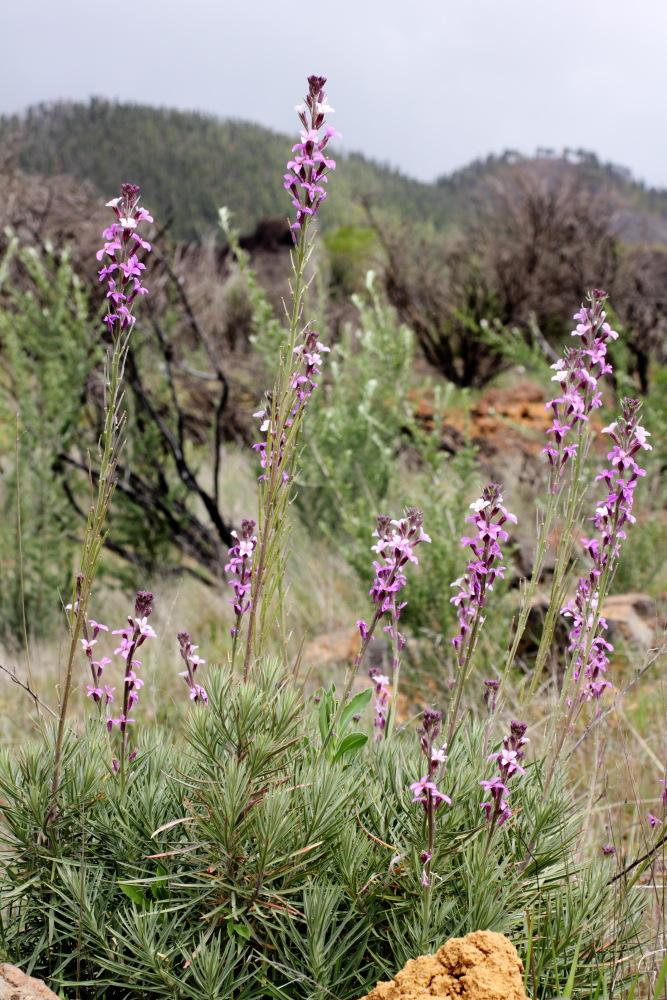 Erysimum scoparium, Lokation: Spanien | Canarias | Santiago Del Teide | Valle de Arriba Kategorien: Vegetation, Familie: Brassicaceae (Kreuzblütler ), Datum: 03.03.2011