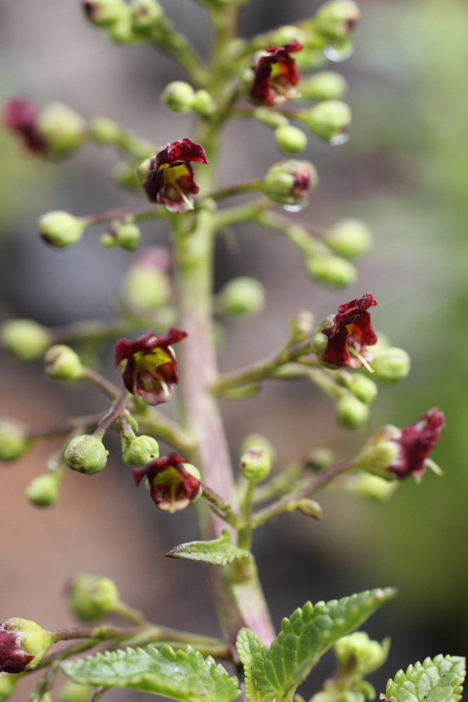Scrophularia glabrata, Lokation: Spanien | Canarias | Arguayo | Las Manchas Kategorien: Blüte, Familie: Scrophulariaceae (Braunwurzgewächse ), Datum: 04.03.2011
