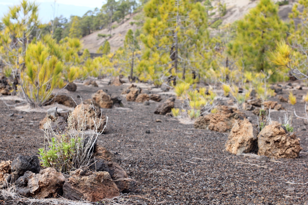 Lokation: Spanien | Canarias | Arguayo | Las Manchas Kategorien: Felsen, Datum: 04.03.2011
