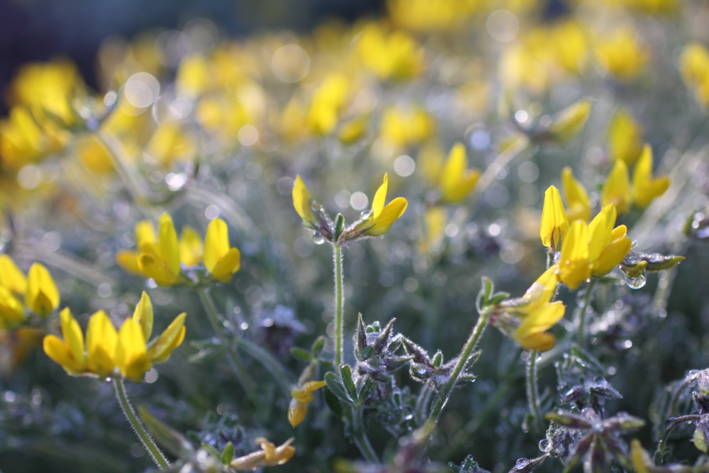 Lotus campylocladus, Lokation: Spanien | Canarias | Arguayo | Las Manchas Kategorien: Habitus, Familie: Fabaceae (Schmetterlingsblütler ), Datum: 05.03.2011