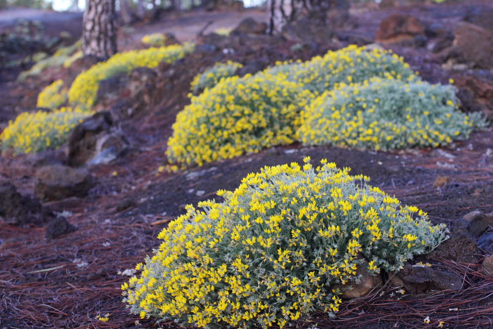 Lotus campylocladus, Lokation: Spanien | Canarias | Arguayo | Las Manchas Kategorien: Vegetation, Familie: Fabaceae (Schmetterlingsblütler ), Datum: 05.03.2011