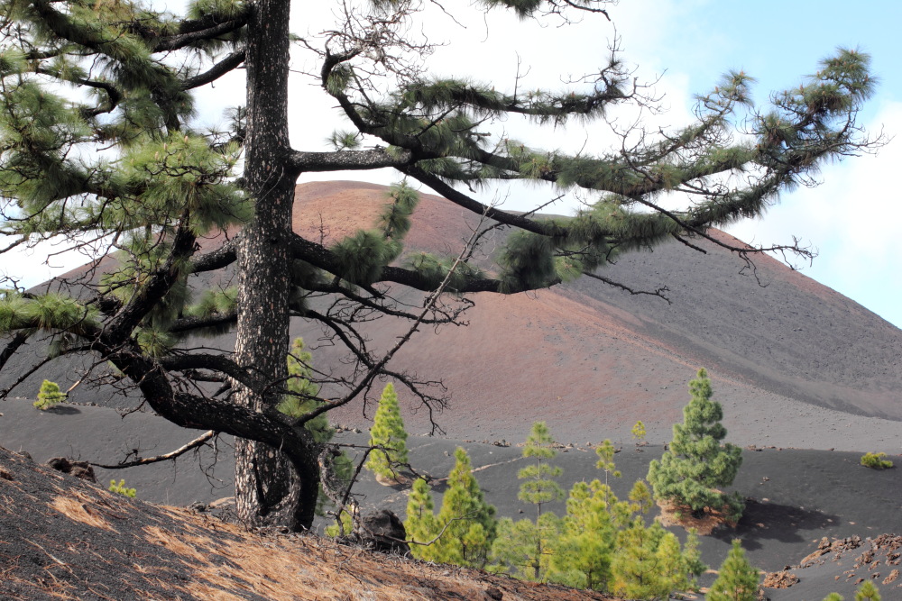 Lokation: Spanien | Canarias | Erjos | Los Llanos Kategorien: Berge, Datum: 05.03.2011