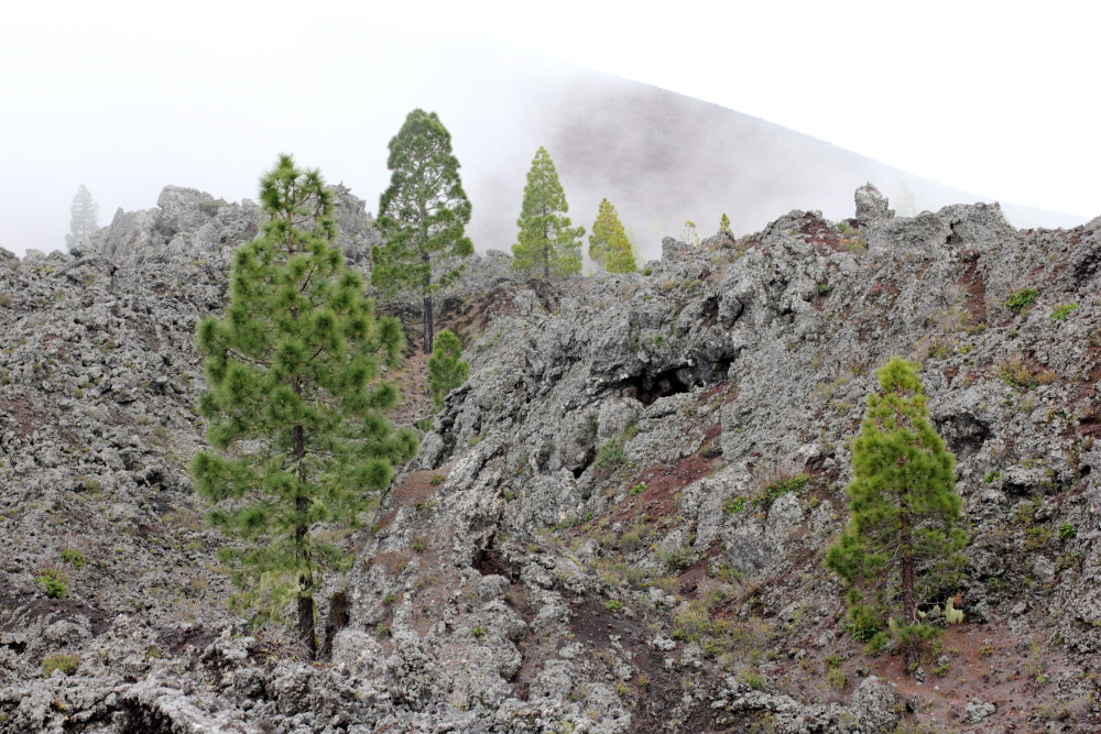 Lokation: Spanien | Canarias | Erjos | Los Llanos Kategorien: Berge, Datum: 05.03.2011