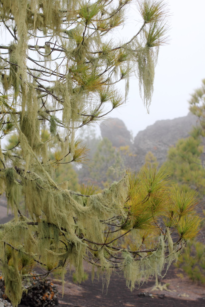 Lokation: Spanien | Canarias | Erjos | Los Llanos Kategorien: Vegetation, Datum: 05.03.2011