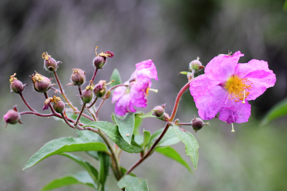 Cistus symphytifolius, Lokation: Spanien | Canarias | Erjos | Los Llanos Kategorien: Blüte, Familie: Cistaceae (Cistrosengewächse ), Datum: 05.03.2011