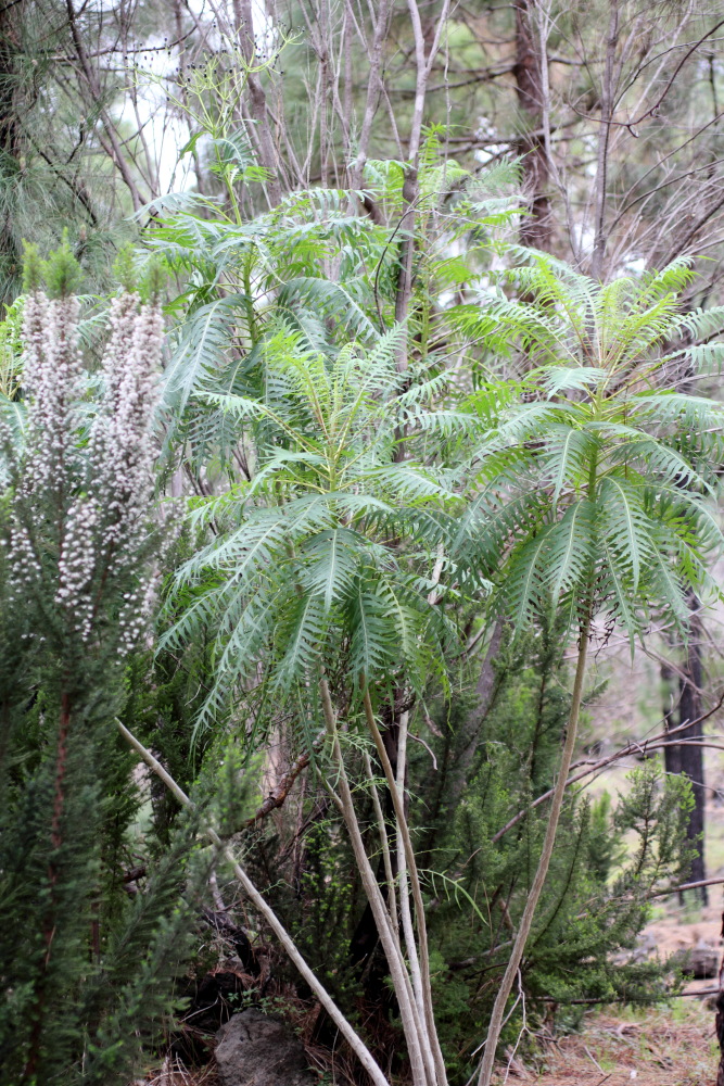 Sonchus canariensis, Lokation: Spanien | Canarias | Erjos | Los Llanos Kategorien: Habitus, Familie: Asteraceae (Korbblütler ), Datum: 05.03.2011