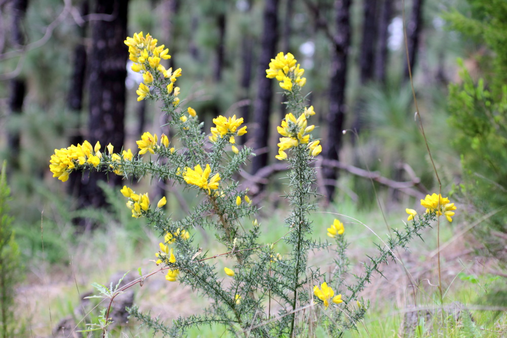 Ulex europaeus, Lokation: Spanien | Canarias | Erjos | Los Llanos Kategorien: Habitus, Familie: Fabaceae (Schmetterlingsblütler ), Datum: 05.03.2011