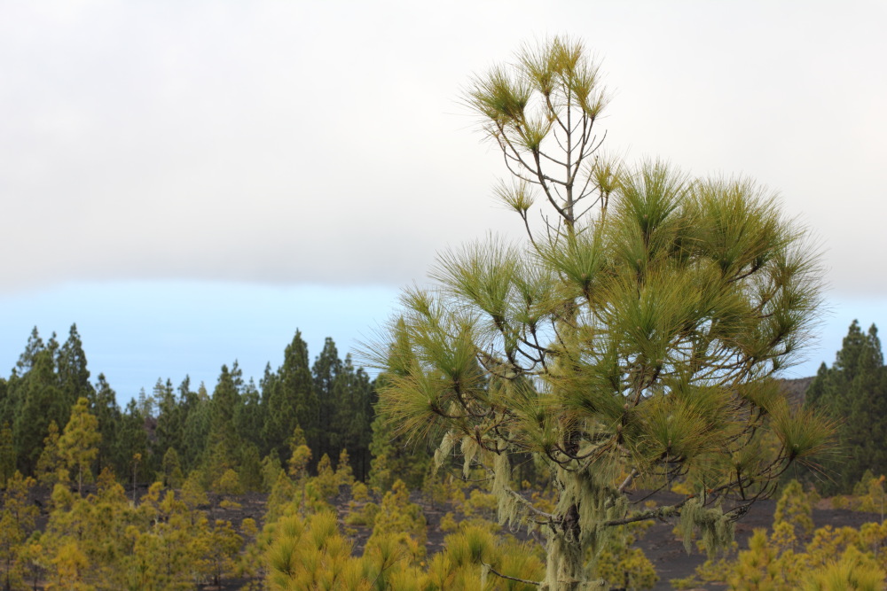 Lokation: Spanien | Canarias | Erjos | Los Llanos Kategorien: Wolken, Datum: 05.03.2011