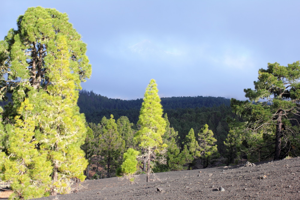 Lokation: Spanien | Canarias | Erjos | Los Llanos Kategorien: Berge, Datum: 05.03.2011