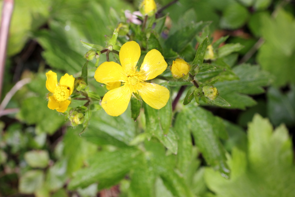 Ranunculus cortusifolius, Lokation: Spanien | Canarias | San Juan Del Reparo | Los Llanos Kategorien: Blüte, Familie: Ranunculaceae (Hahnenfußgewächse ), Datum: 06.03.2011