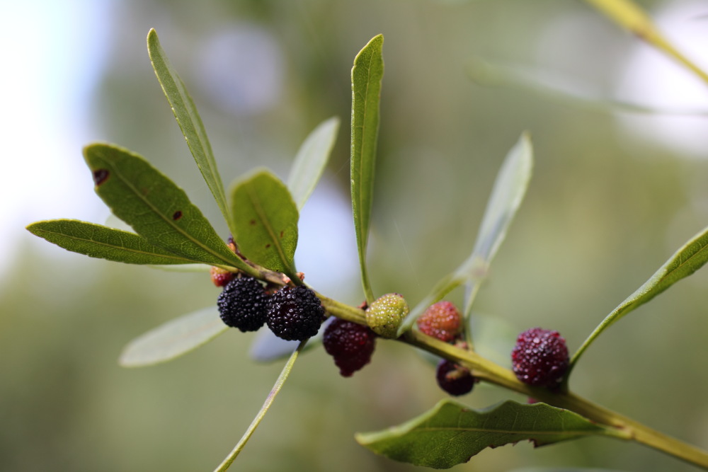 Myrica faya, Lokation: Spanien | Canarias | San Juan Del Reparo | Los Llanos Kategorien: Früchte, Familie: Myricaceae (Gagelstrauchgewächse ), Datum: 06.03.2011