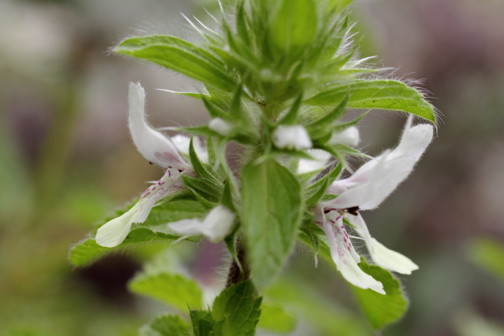 Prasium majus, Lokation: Spanien | Canarias | Afur | Taborno Kategorien: Blüte, Familie: Lamiaceae (Lippenblütler ), Datum: 07.03.2011