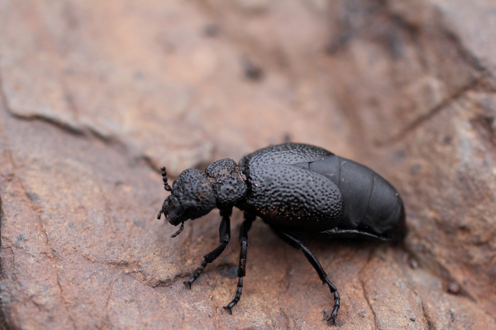 Lokation: Spanien | Canarias | Afur | Taborno Kategorien: Käfer, Datum: 07.03.2011