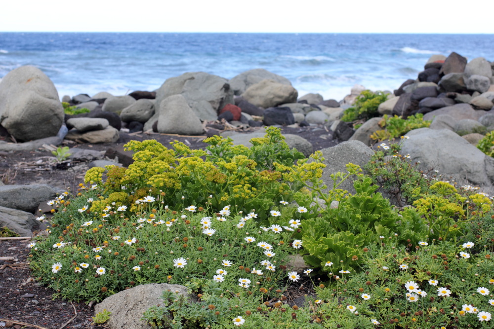 Astydamia latifolia, Lokation: Spanien | Canarias | Afur | Taborno Kategorien: Vegetation, Familie: Apiaceae (Doldenblütler ), Datum: 07.03.2011
