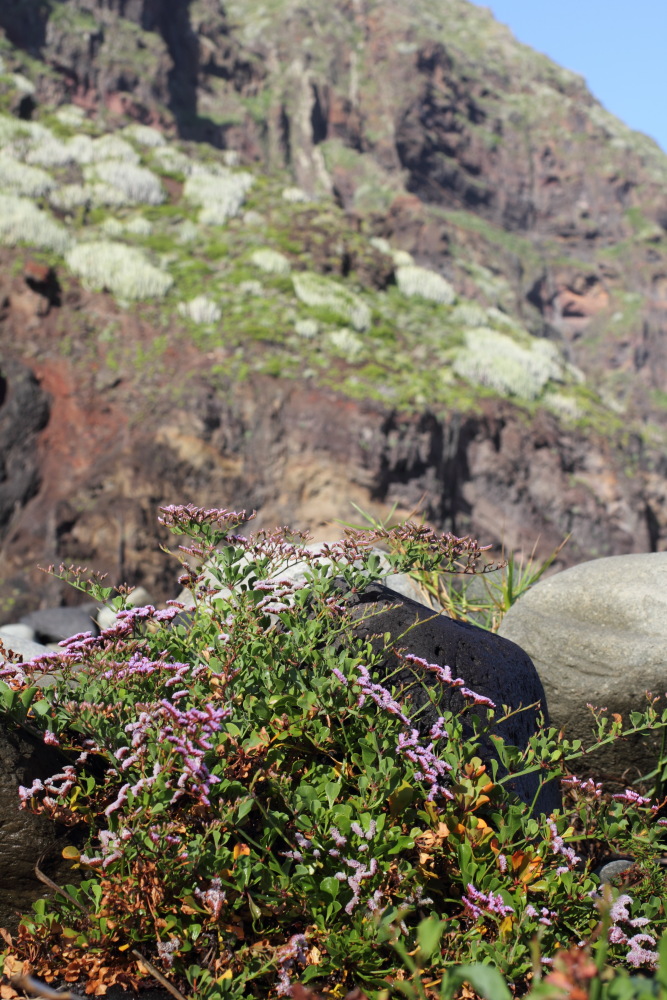 Lokation: Spanien | Canarias | Afur | Taborno Kategorien: Berge, Datum: 08.03.2011