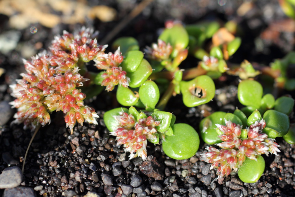 Polycarpaea divaricata, Lokation: Spanien | Canarias | Afur | Taborno Kategorien: Habitus, Familie: Caryophyllaceae (Nelkengewächse ), Datum: 08.03.2011