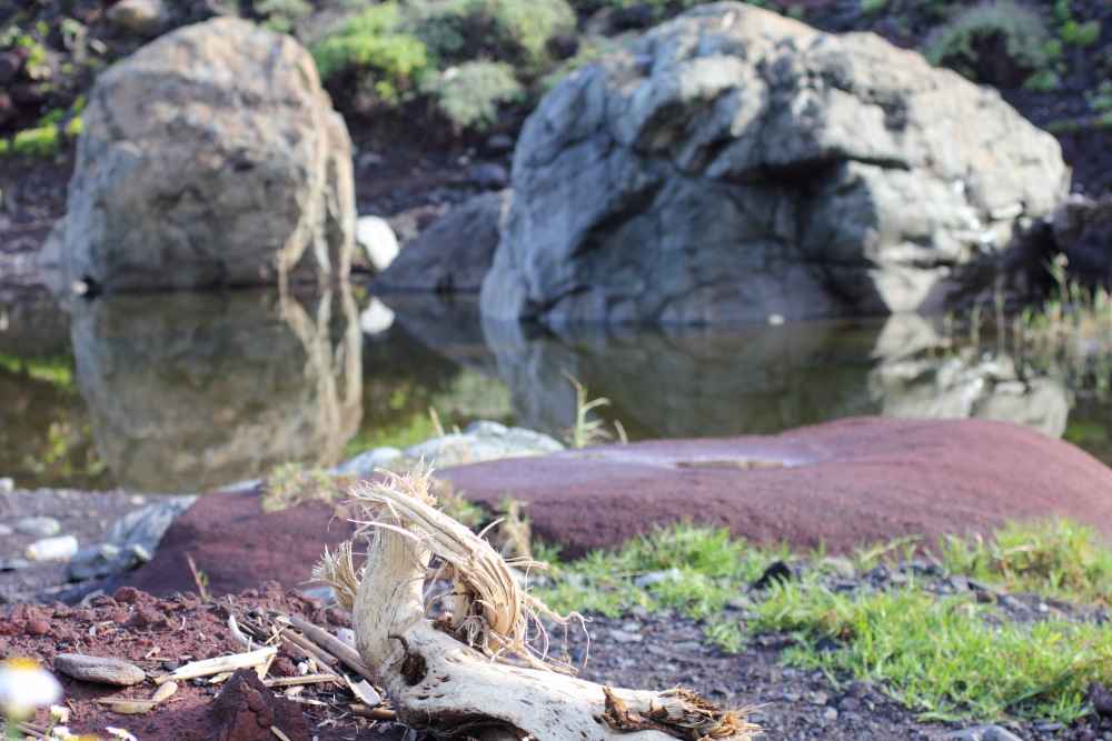 Lokation: Spanien | Canarias | Afur | Taborno Kategorien: Felsen, Datum: 08.03.2011