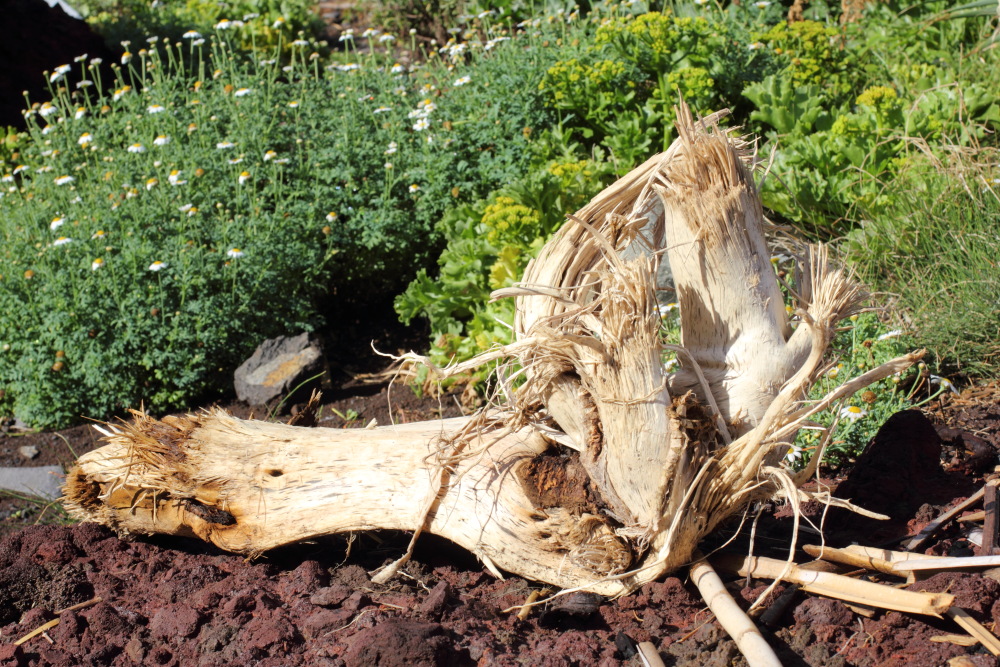 Lokation: Spanien | Canarias | Afur | Taborno Kategorien: Baum, Datum: 08.03.2011