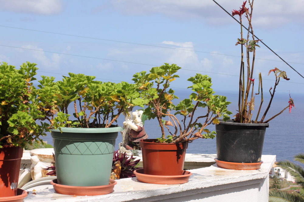 Lokation: Spanien | Canarias | Taganana | Azano Kategorien: Dorf, Datum: 08.03.2011