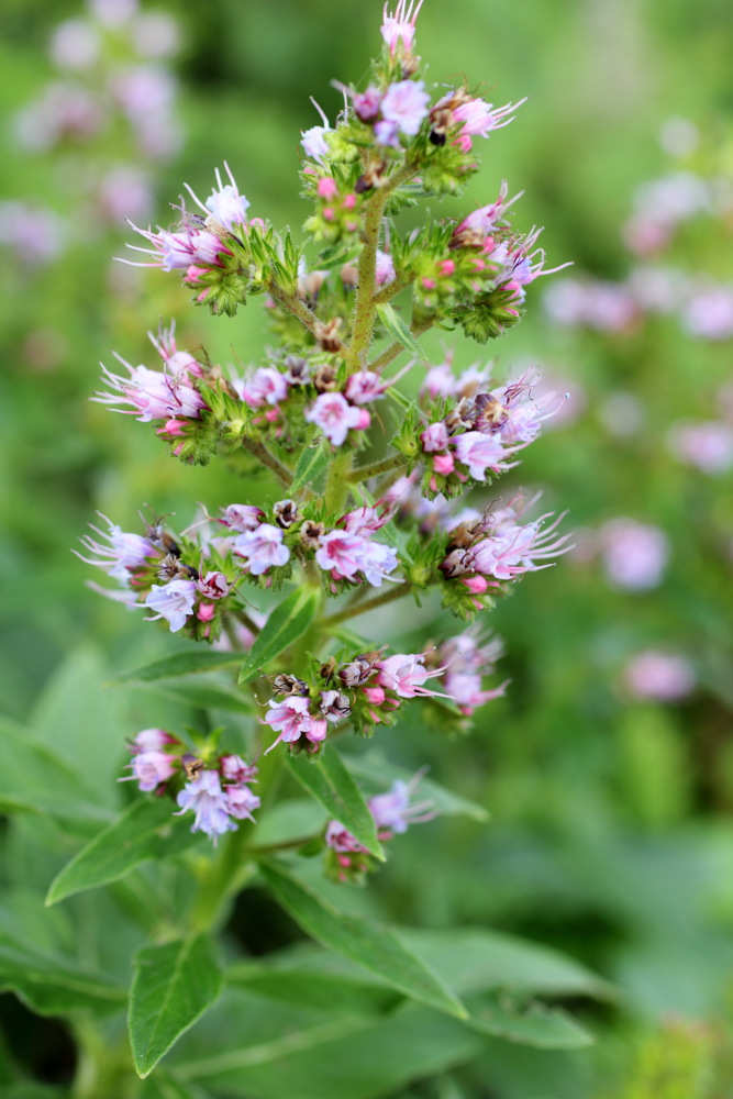 Echium strictum, Lokation: Spanien | Canarias | Lomo De Las Bodegas | Las Palmas Kategorien: Habitus, Familie: Boraginaceae (Rauhblattgewächse ), Datum: 09.03.2011