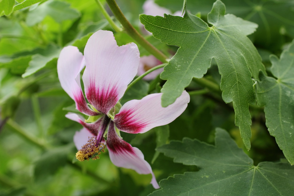 Lavatera acerifolia, Lokation: Spanien | Canarias | Lomo De Las Bodegas | Las Palmas Kategorien: Blüte, Familie: Malvaceae (Malvengewächse ), Datum: 09.03.2011
