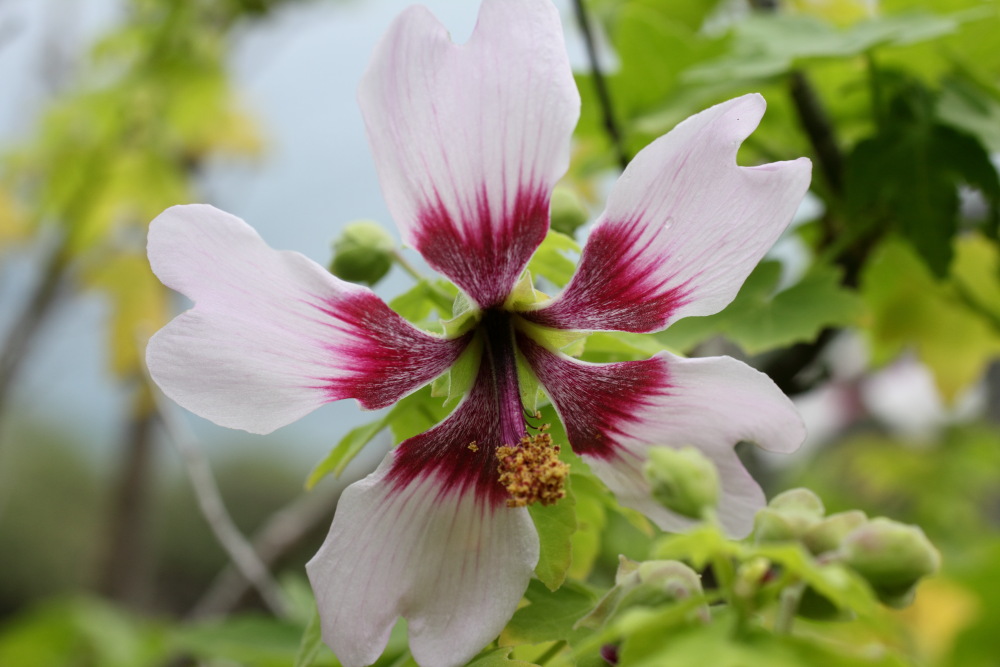 Lavatera acerifolia, Lokation: Spanien | Canarias | Lomo De Las Bodegas | Las Palmas Kategorien: Blüte, Familie: Malvaceae (Malvengewächse ), Datum: 09.03.2011