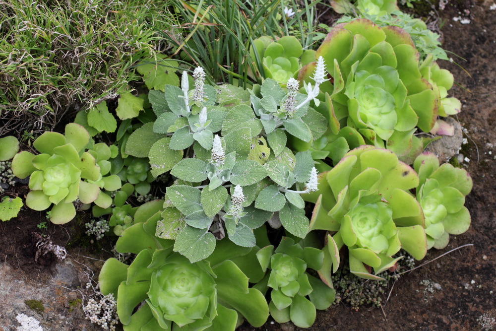 Lokation: Spanien | Canarias | Lomo De Las Bodegas | Las Palmas Kategorien: Vegetation, Datum: 09.03.2011