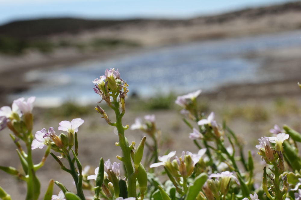Cakile maritima, Lokation: Spanien | Canarias | El Medano | El Médano Kategorien: Habitus, Familie: Brassicaceae (Kreuzblütler ), Datum: 10.03.2011