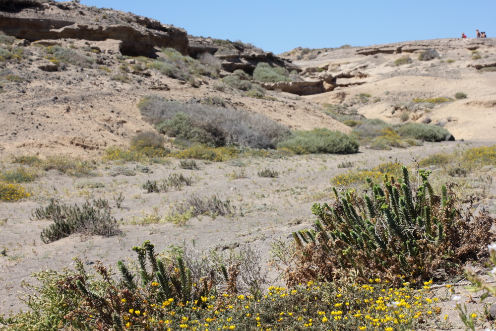 Euphorbia paralias, Lokation: Spanien | Canarias | El Medano | El Médano Kategorien: Vegetation, Familie: Euphorbiaceae (Wolfsmilchgewächse ), Datum: 10.03.2011