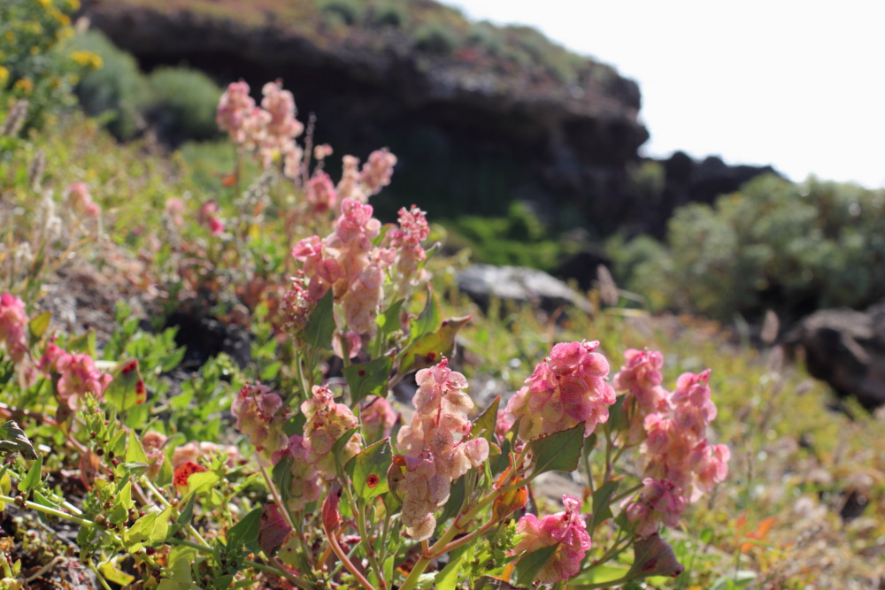 Rumex vesicarius, Lokation: Spanien | Canarias | Los Abrigos | El Abrigo Kategorien: Vegetation, Familie: Polygonaceae (Knöterichgewächse ), Datum: 11.03.2011