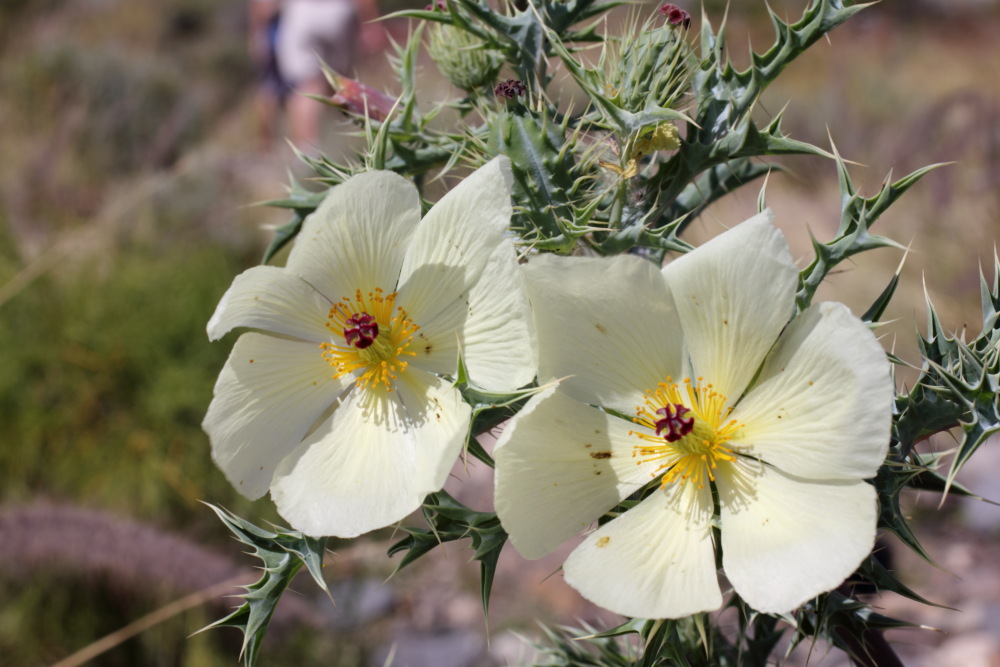 Argemone ochroleuca, Lokation: Spanien | Canarias | Las Chafiras (San Miguel) | Golf del Sur Kategorien: Blüte, Familie: Papaveraceae (Mohngewächse ), Datum: 11.03.2011