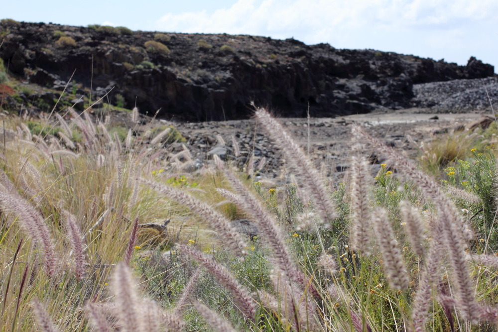 Pennisetum setaceum, Lokation: Spanien | Canarias | Las Chafiras (San Miguel) | Golf del Sur Kategorien: Vegetation, Familie: Poaceae (Süßgräser ), Datum: 11.03.2011