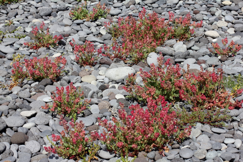 Rumex vesicarius, Lokation: Spanien | Canarias | Las Chafiras (San Miguel) | Golf del Sur Kategorien: Vegetation, Familie: Polygonaceae (Knöterichgewächse ), Datum: 11.03.2011
