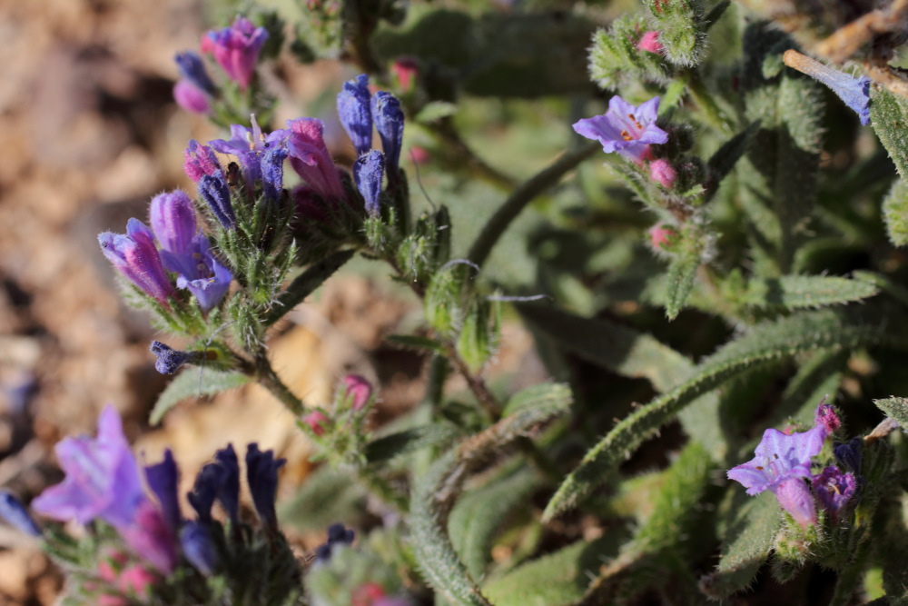 Lokation: Spanien | Canarias | El Medano | El Médano Kategorien: Habitus, Datum: 12.03.2011