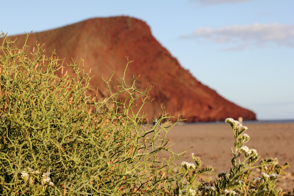 Heliotropium europaeum, Lokation: Spanien | Canarias | El Medano | El Médano Kategorien: Vegetation, Familie: Boraginaceae (Rauhblattgewächse ), Datum: 12.03.2011