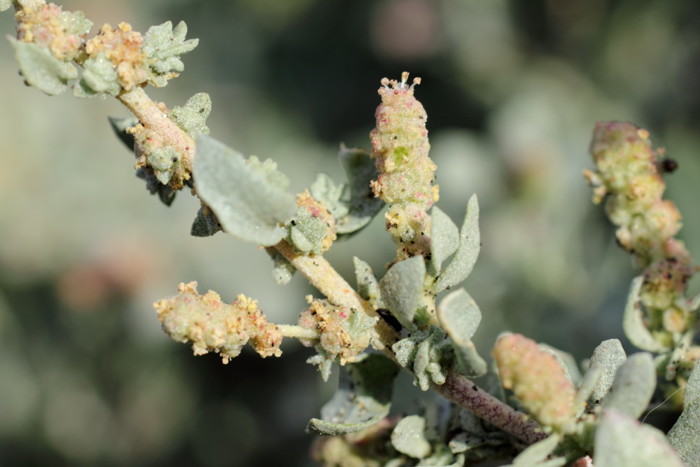 Atriplex glauca, Lokation: Spanien | Canarias | El Medano | El Médano Kategorien: Habitus, Familie: Amaranthaceae (Fuchsschwanzgewächse), Datum: 12.03.2011