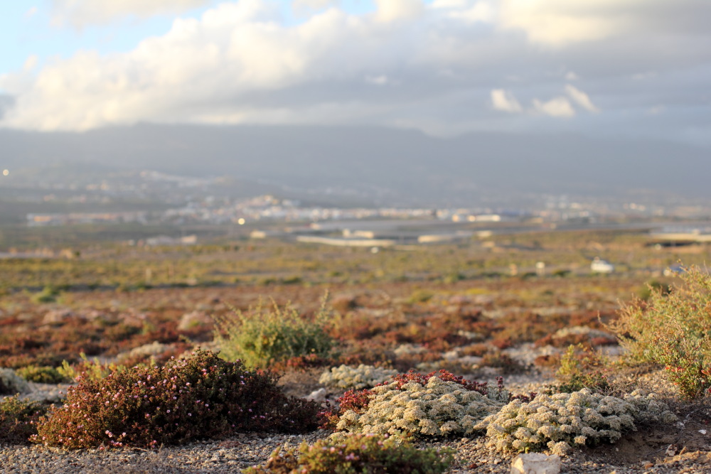 Frankenia capitata, Lokation: Spanien | Canarias | El Medano | El Médano Kategorien: Vegetation, Familie: Frankeniaceae (Frankeniaceen), Datum: 12.03.2011