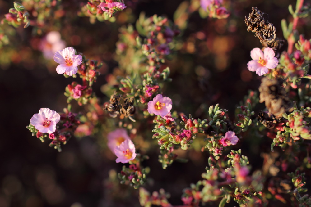 Frankenia capitata, Lokation: Spanien | Canarias | El Medano | El Médano Kategorien: Habitus, Familie: Frankeniaceae (Frankeniaceen), Datum: 12.03.2011