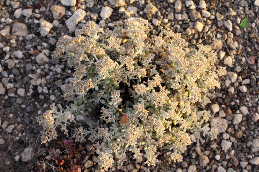 Polycarpaea nivea, Lokation: Spanien | Canarias | El Medano | El Médano Kategorien: Habitus, Familie: Caryophyllaceae (Nelkengewächse ), Datum: 12.03.2011