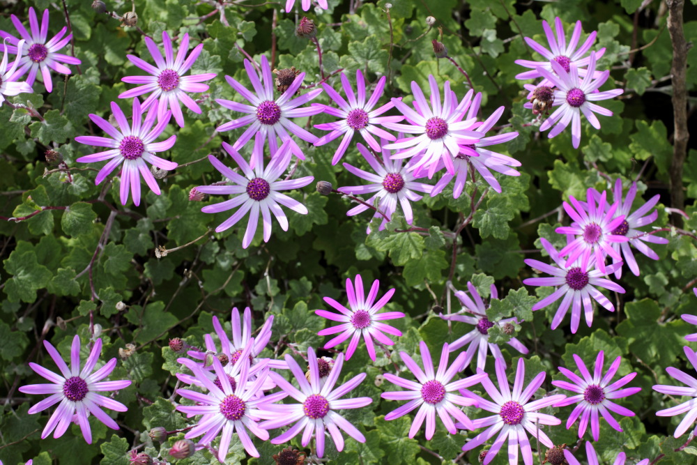 Pericallis lanata, Lokation: Spanien | Canarias | San Juan (Granadilla) | Granadilla de Abona Kategorien: Habitus, Familie: Asteraceae (Korbblütler ), Datum: 13.03.2011