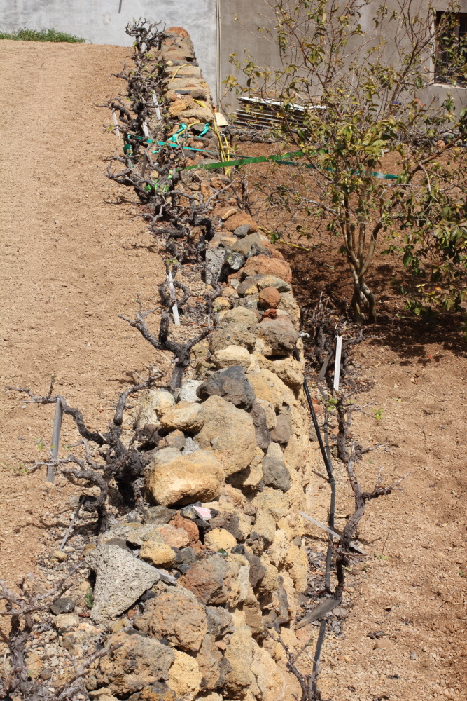 Lokation: Spanien | Canarias | Barriada Nueva (Granadilla) | Granadilla de Abona Kategorien: Landwirtschaft, Datum: 13.03.2011