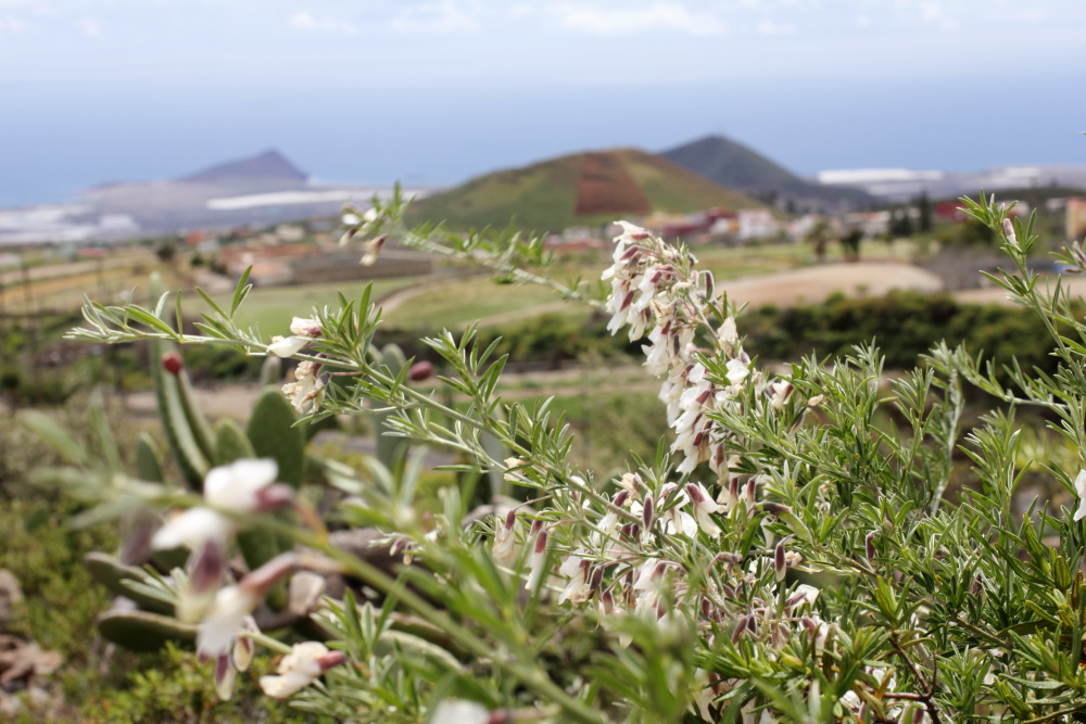 Chamaecytisus proliferus, Lokation: Spanien | Canarias | Cruz De Tea (Granadilla) | Granadilla de Abona Kategorien: Vegetation, Familie: Fabaceae (Schmetterlingsblütler ), Datum: 13.03.2011