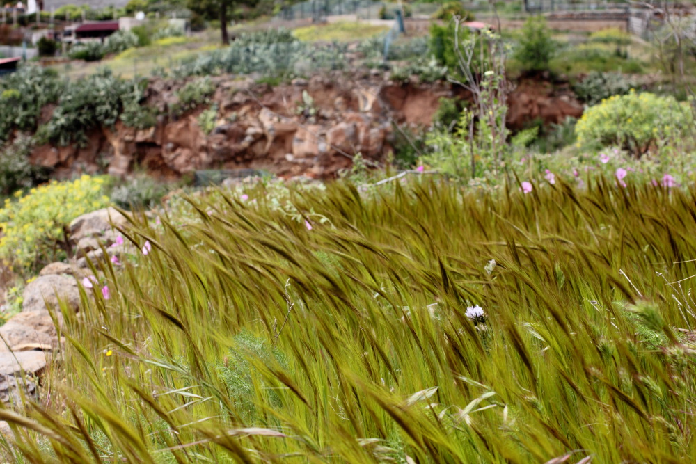 Lokation: Spanien | Canarias | San Juan (Granadilla) | Granadilla de Abona Kategorien: Landwirtschaft, Datum: 13.03.2011