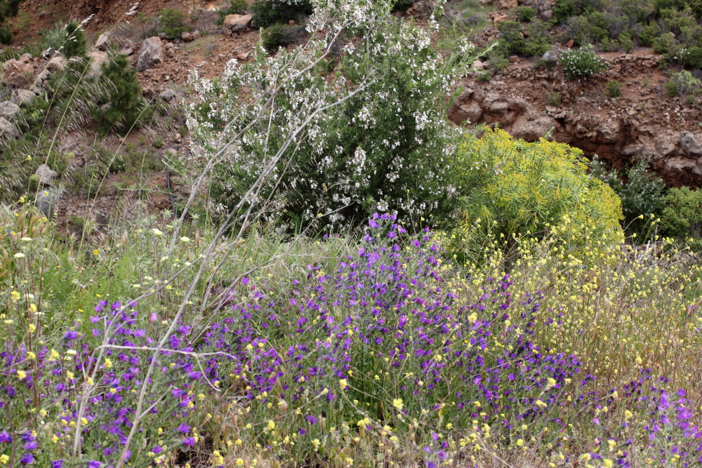 Chamaecytisus proliferus, Lokation: Spanien | Canarias | San Juan (Granadilla) | Granadilla de Abona Kategorien: Vegetation, Familie: Fabaceae (Schmetterlingsblütler ), Datum: 13.03.2011