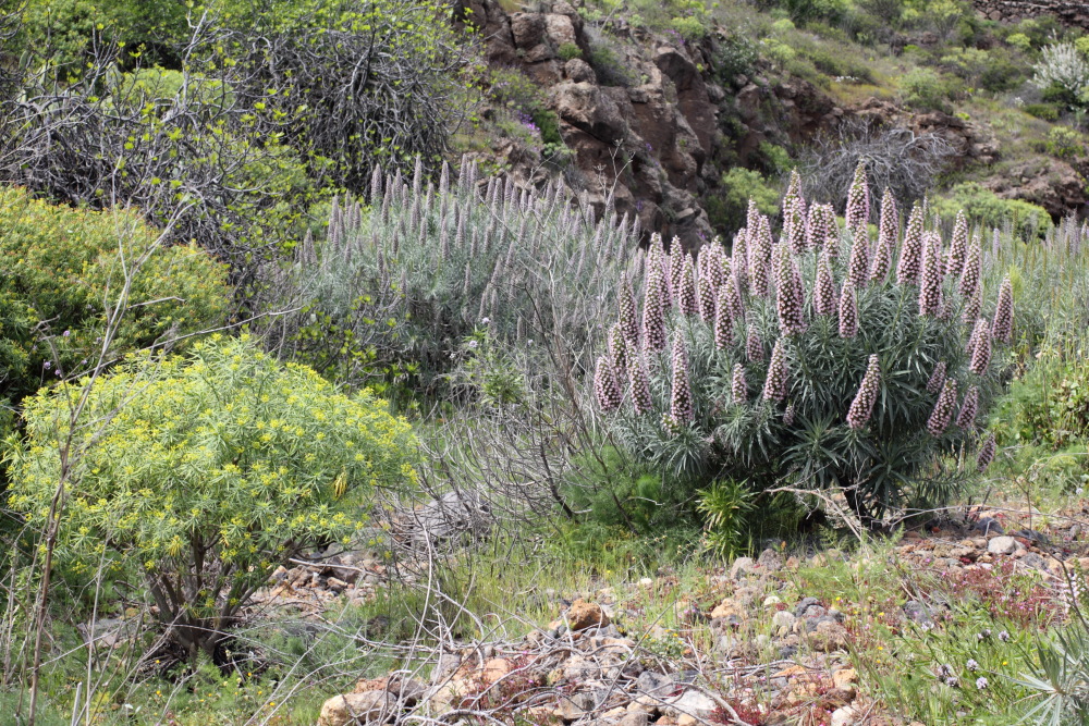 Euphorbia lamarckii, Lokation: Spanien | Canarias | San Juan (Granadilla) | Granadilla de Abona Kategorien: Vegetation, Familie: Euphorbiaceae (Wolfsmilchgewächse ), Datum: 13.03.2011