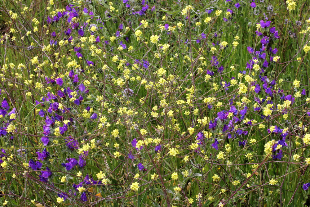 Lokation: Spanien | Canarias | Barriada Nueva (Granadilla) | Granadilla de Abona Kategorien: Vegetation, Datum: 13.03.2011