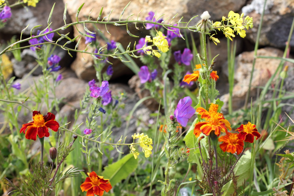 Lokation: Spanien | Canarias | Cruz De Tea (Granadilla) | Granadilla de Abona Kategorien: Vegetation, Datum: 13.03.2011