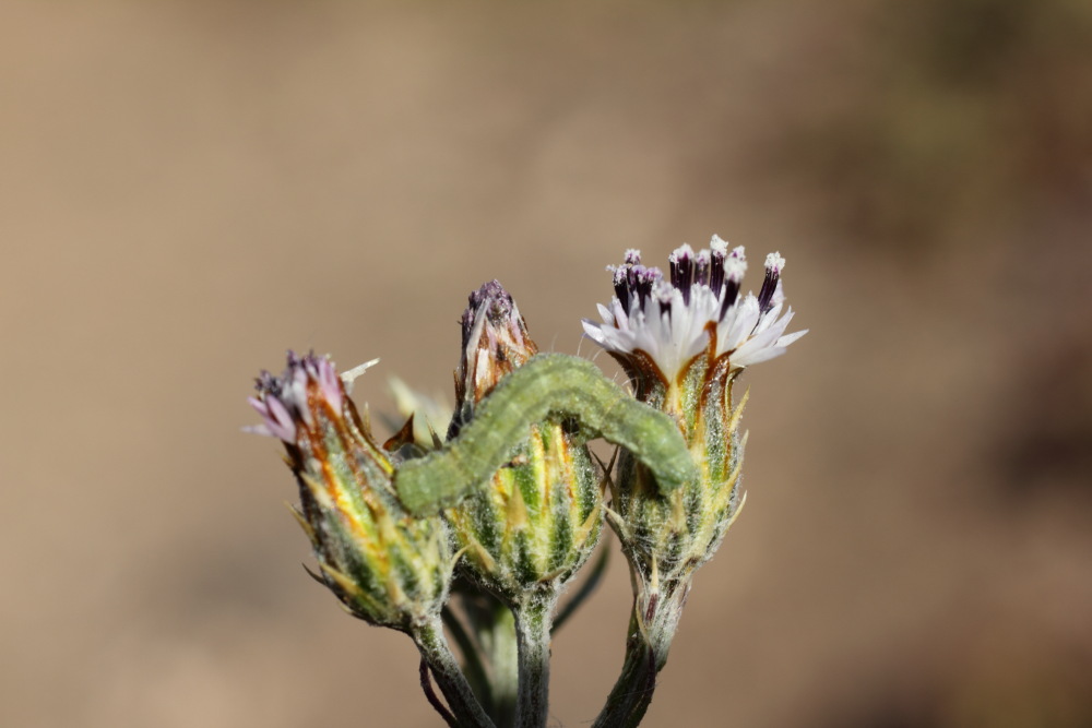 Lokation: Spanien | Canarias | El Medano | El Médano Kategorien: Blüte, Datum: 15.03.2011