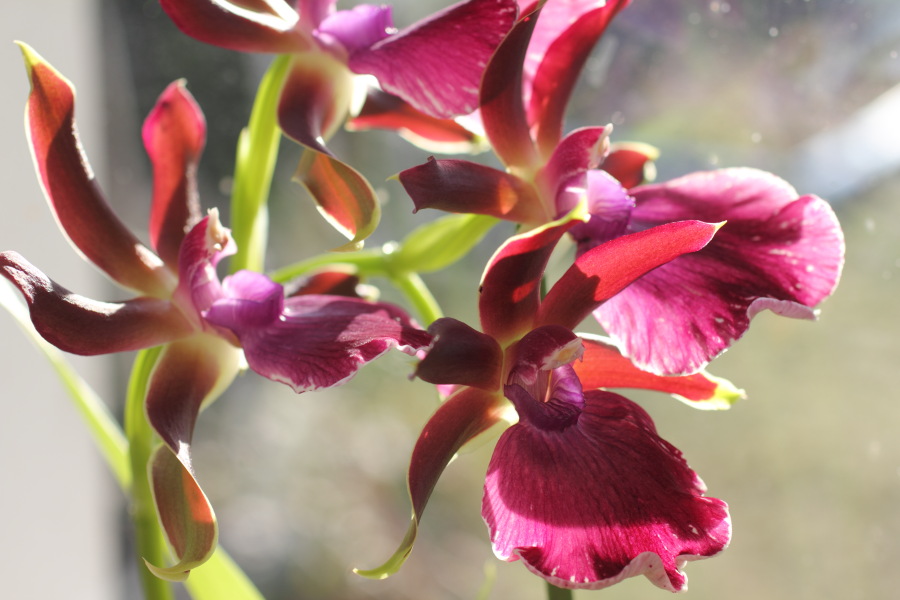 Lokation: Deutschland | Nordrhein-Westfalen | Bergisch Gladbach | Rodemich Kategorien: Zimmerpflanzen, Datum: 11.02.2012