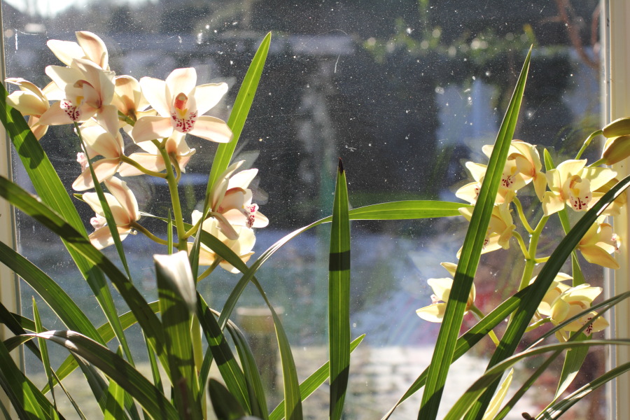 Lokation: Deutschland | Nordrhein-Westfalen | Bergisch Gladbach | Rodemich Kategorien: Zimmerpflanzen, Datum: 11.02.2012